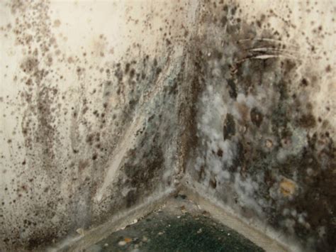 Toxic Black Mold Everdry Basement Waterproofing Michigan