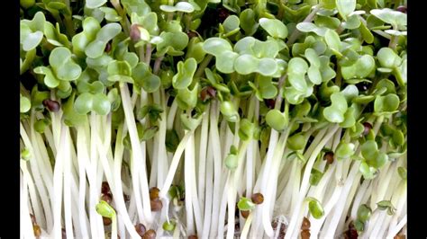 Growing Broccoli Sprouts Vertically Youtube