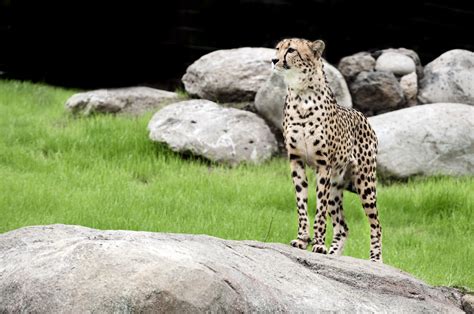 cheetah | Oregon Zoo