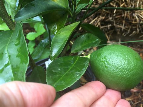 Lemon trees can produce 100 pounds of more of lemons per year when fully mature. Dwarf Meyer Lemon Trees Will Give You Fragrant Blossoms ...