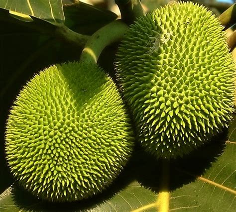 Fruits on this list are defined as the word is used in everyday speech. Top 10 Strange and Unusual Fruits