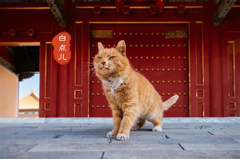 深耕三年故宫猫拍摄，盘点一下我拍过的四十七只御猫。摄影宠物摄影克查 原创作品 站酷 Zcool