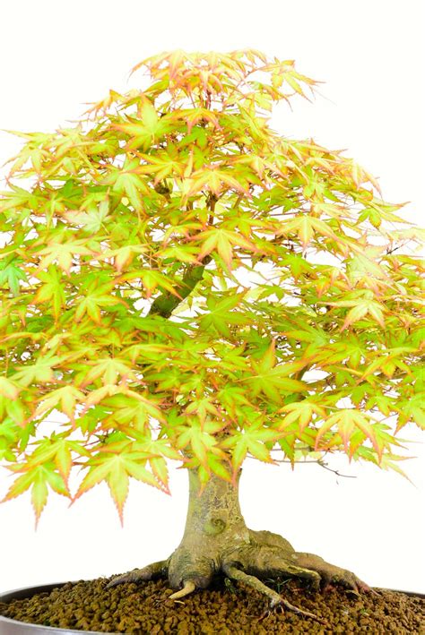 Classic Specimen Japanese Maple Acer Bonsai Tree