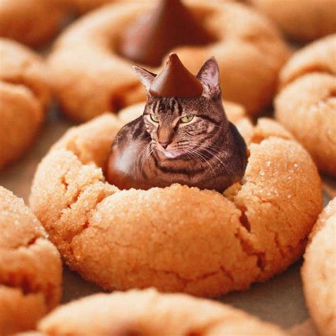 Cats Photoshopped Into Food 18 Pics