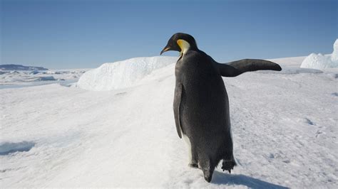 Wallpaper Birds Penguins Animals Snow Winter Ice Arctic