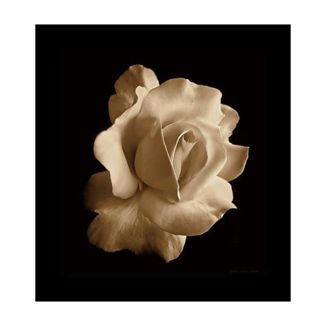 Porcelain Sepia Rose Flower Framed Print By Jennie Marie Schell