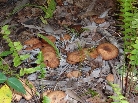 Skips Florida Mushroom Hunting