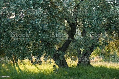 Olive Trees Stock Photo Download Image Now Horizontal No People