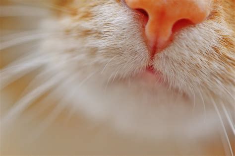 무료 이미지 자연 사진술 꽃 착한 애 모피 고양이 새끼 귀 햄스터 닫다 인간의 몸 구레나룻 주둥이 눈