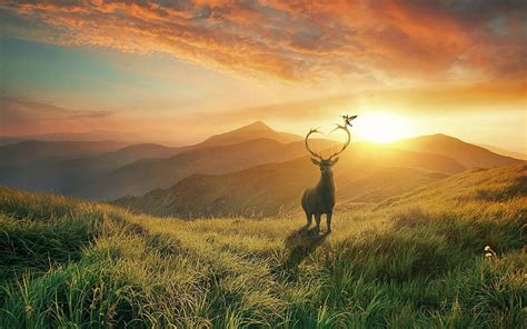 Hd Wallpaper Deer Field Sunset Mountain Scenic Grass Landscape