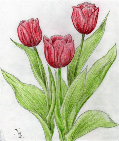 Tulips By Hollylollydoodle On Deviantart