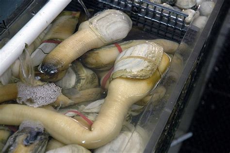 Best Images About Geoduck Clam Yes It S Real On Pinterest Washington State Washington