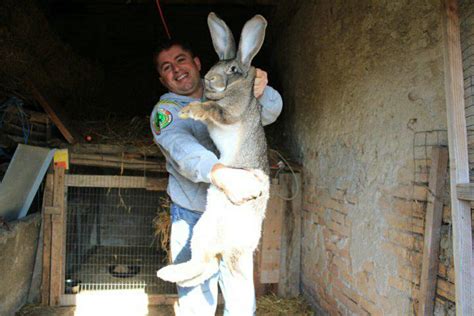 Pics Photos Giant Rabbit Breeds For Sale Picture