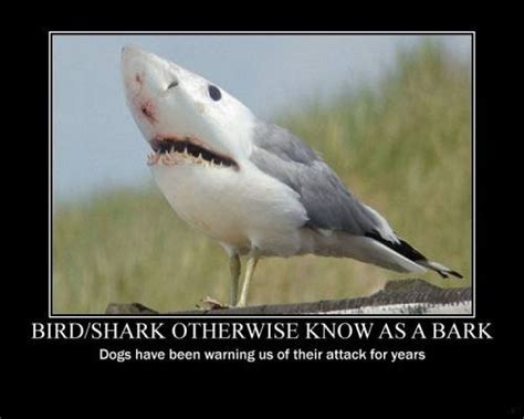 Funniest Motivational Posters Bird Shark Bark Dogs Have Been