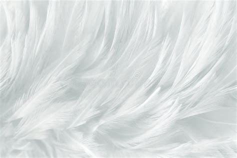 Gray And White Feathers Texture Line Background Stock Photo Image Of