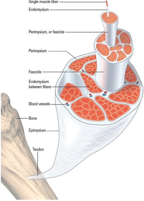 The Layers Of The Deep Fascia From The Epimysium Of The Muscle To The Download Scientific