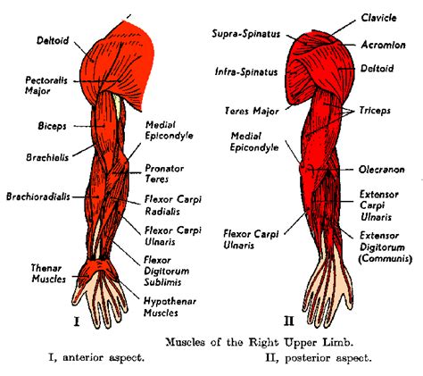Lower Arm Muscles Names Arm Tabers Medical Dictionary It Is Also