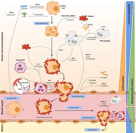 Interactions Between Circulating Tumor Cells Ctcs Immune System