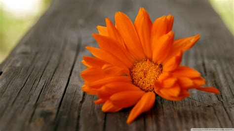 Download Beautiful Orange Flower Wallpaper 1920x1080