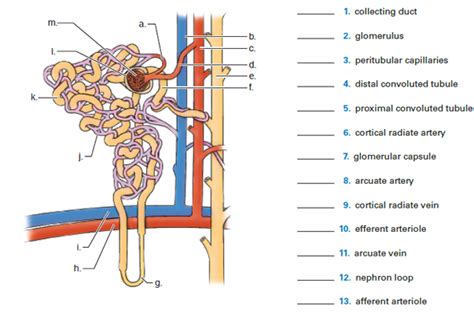 Observe the distribution of blood vessels. Solved: Match each of the lettered structures on the ...