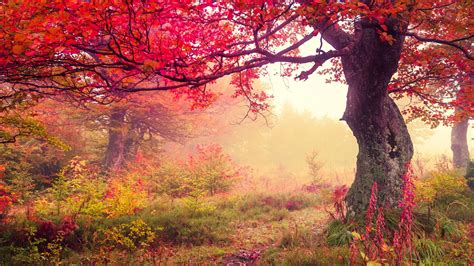 Red Autumn Trees In Forest Hd Nature Wallpapers Hd Wallpapers Id 56543