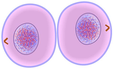 Cytokinesis The Process That Follows The Last Stage Of Mitosis With Two Complete Copies Of The