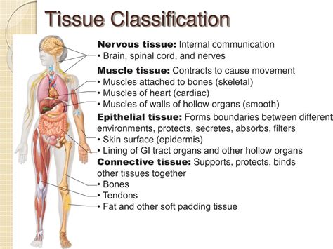 Ppt Histology Tissues Powerpoint Presentation Free Download Id