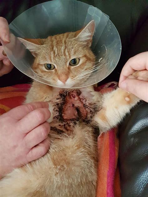 Lost Cat Found Wounded Cat Found With Open And Rotting Wound Nature