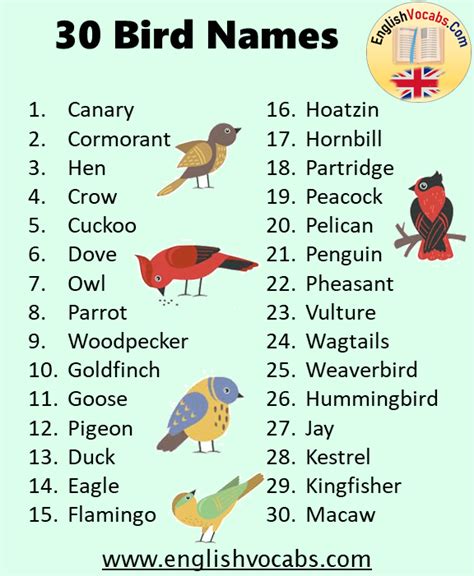30 Bird Name List English Vocabs