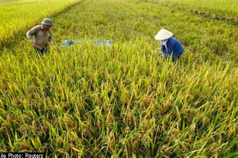 Rice Safety Fears In Thailand News Asiaone