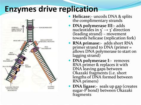 Ppt 34 And 72 Dna Replication Powerpoint Presentation Free Download