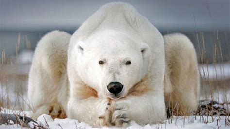Bing Image A Polar Bear Near Churchill Manitoba Canada