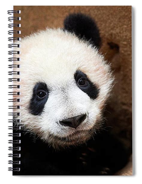 Portrait Of Giant Panda Cub Captive Beauval Zoo France Spiral