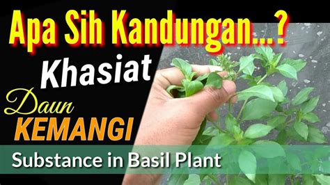 Khasiat Dan Manfaat Daun Kemangi YouTube