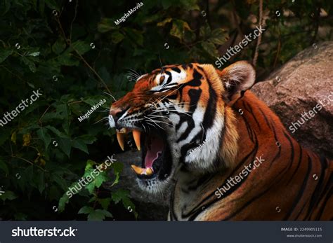 Close Profile Portrait One Indochinese Tiger Stock Photo 2249905115