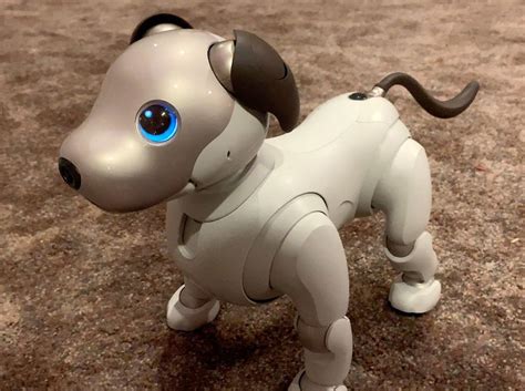 Sony Aibo Robot Dog Review K 9 Eat Your Heart Out Foster Dog Robot