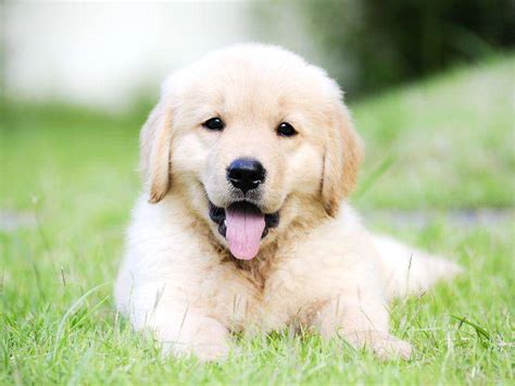 See more of hunde sind süß. Golden-Retriever-Welpen: Flauschig, tapsig, süß