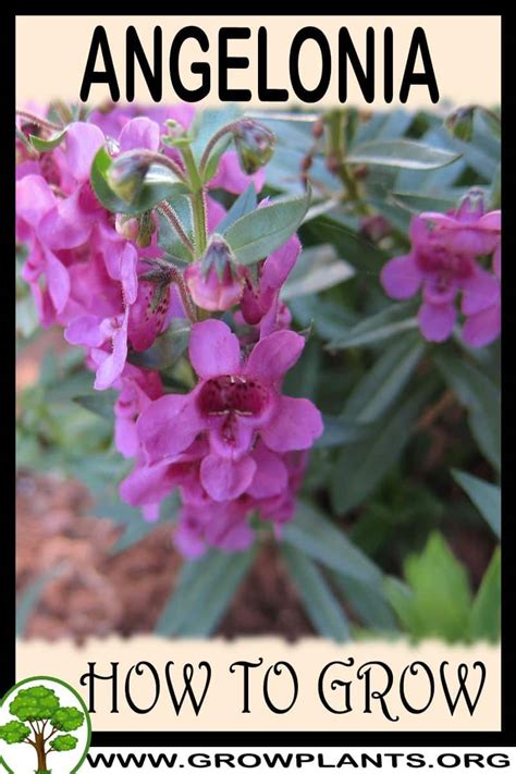 Angelonia How To Grow And Care