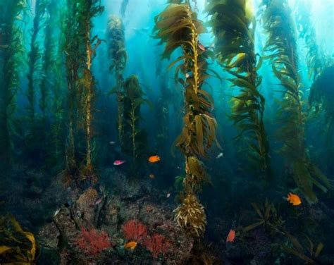 41 Best Images About Kelp Forest On Pinterest Seaweed