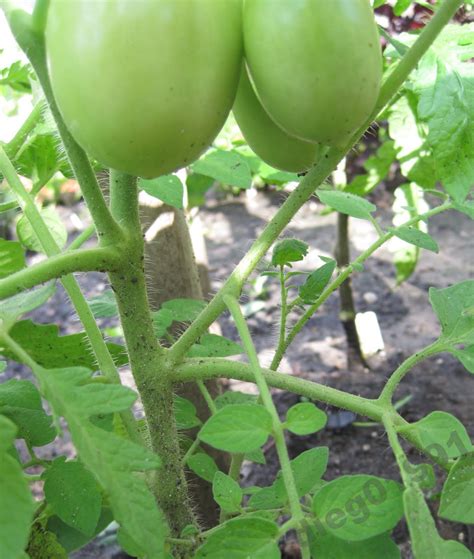 Trim Your Tomato Plants For Maximum Tomato Production