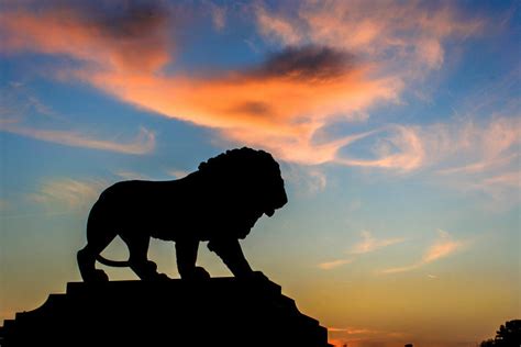 Lions At Sunset Photo