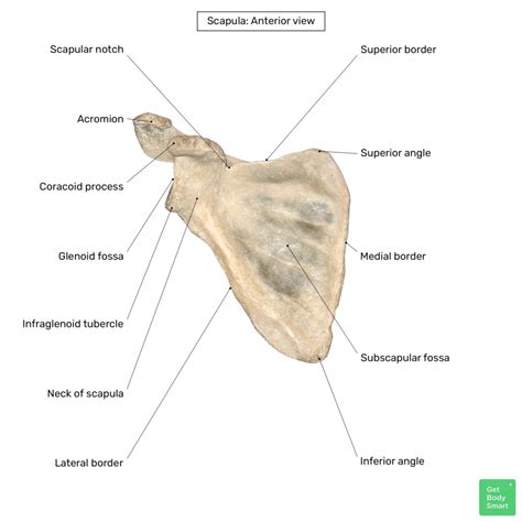 Anatomy Experts Label Scapula Features Correctly