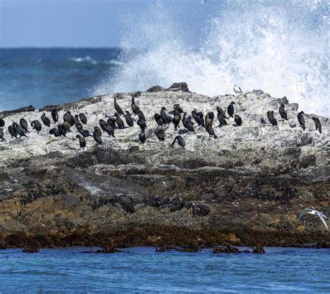 The Geyser Island In Gansbaai In South Africa Is Full Of Birds Located