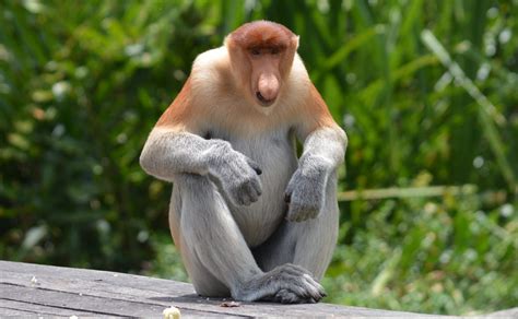 Labuk Bay Borneo Proboscis Monkey Sanctuary