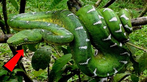 ये है अमेजन जंगल के सबसे खतरनाक जानलेबा जानवर Most Dangerous Animals