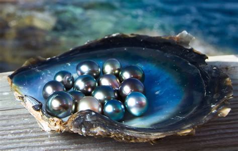 Wallpaper Sea Light Shine Shell Pearls Black Pearl Images For