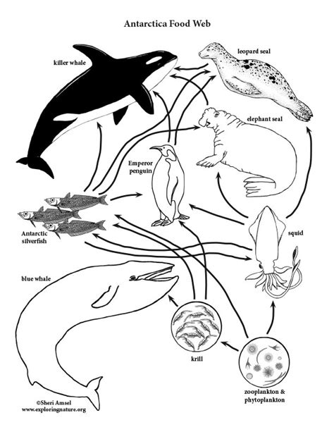 Food Web Coloring Pages Explore The Interconnectedness Of Nature