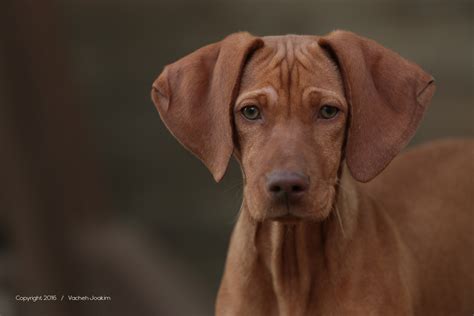 Vizsla Dog Breed The Hungarian Pointer Pawversity