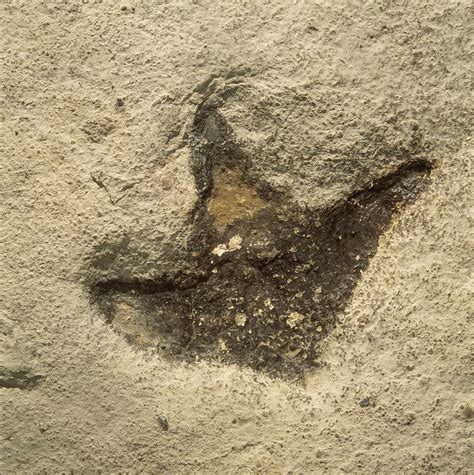 Dinosaur Footprint Fossil Photograph By Natural History Museum London