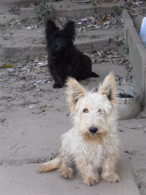 Canil Tuparaí Scottish Terrier